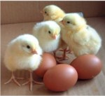 baby-chicks