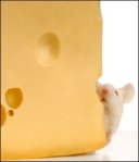 White Mouse in front of a white background