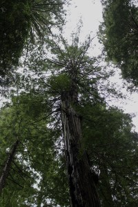 Resilient tree