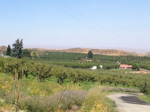 Yakima Valley orchards and vineyards as seen from Naches Heights