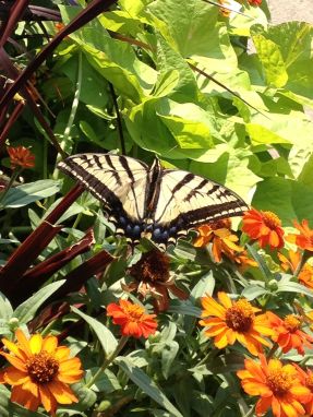 The art adventure was great -- but I also got to enjoy this beauty...