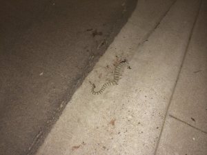snake in the suburbs