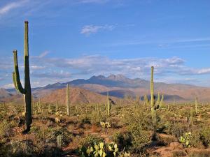 arizona_desert-1218