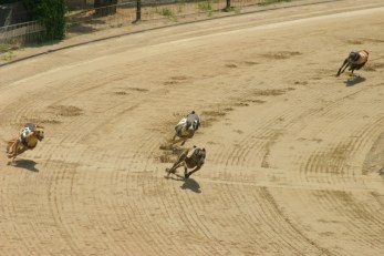 Greyhound_racing_turn